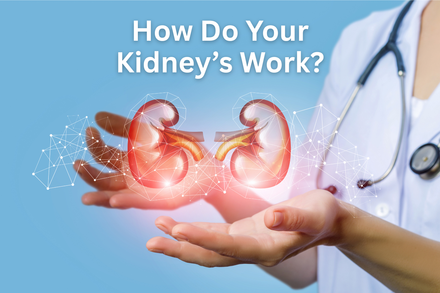 how do kidneys work